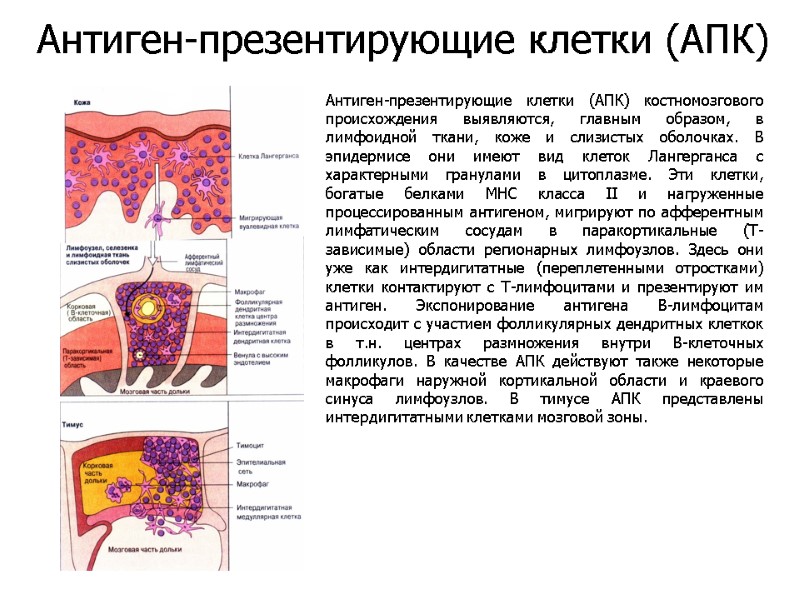 Антиген-презентирующие клетки (АПК) костномозгового происхождения выявляются, главным образом, в лимфоидной ткани, коже и слизистых
